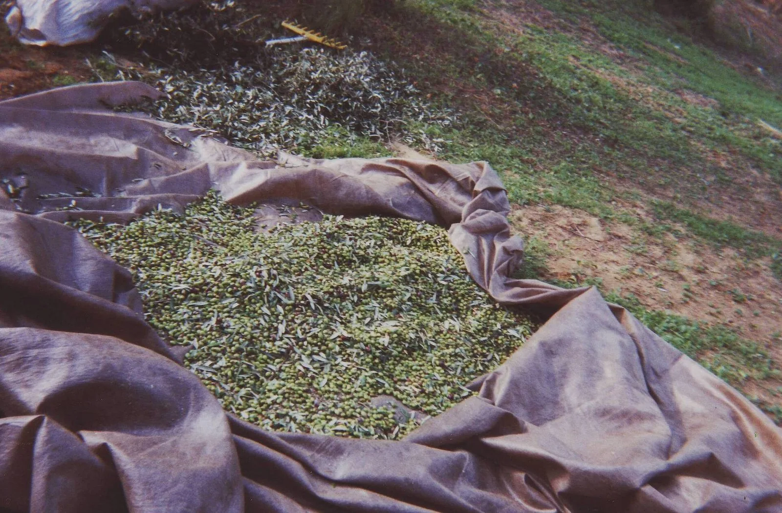 Le olive raccolte sui teli stesi sotto gli alberi durante la raccolta